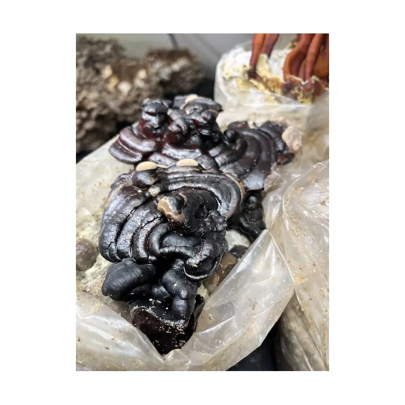 Černá Reishi 3kg