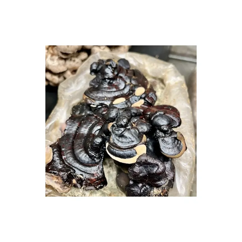 Černá Reishi 3kg