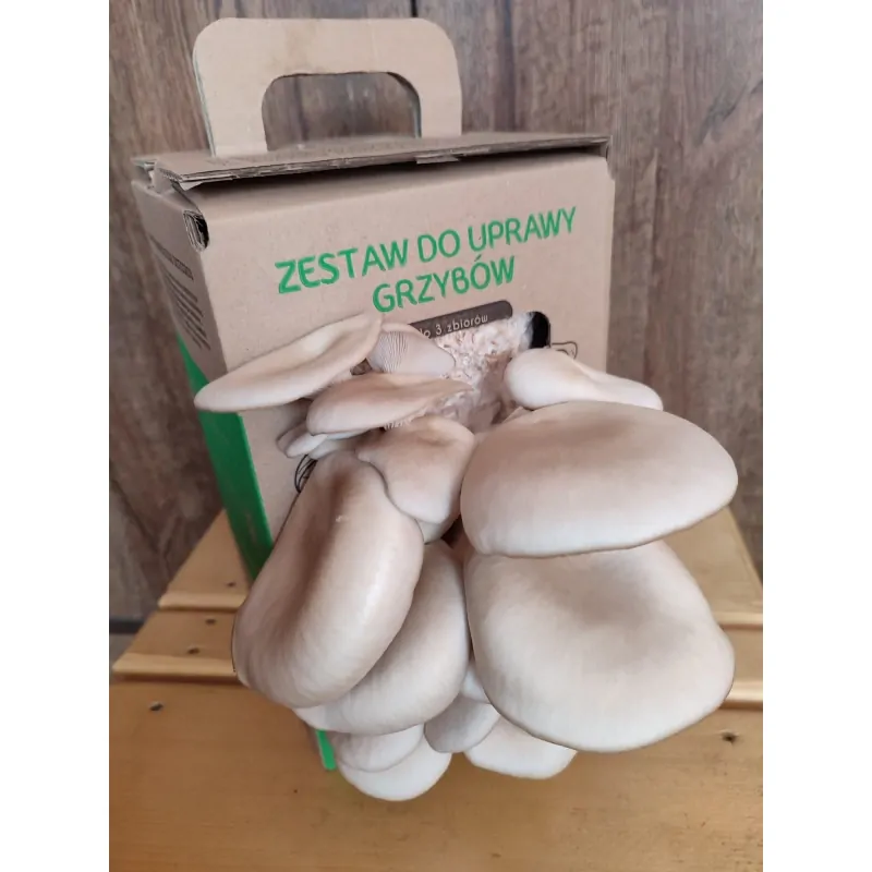 Hlíva ústřičná GROW KIT