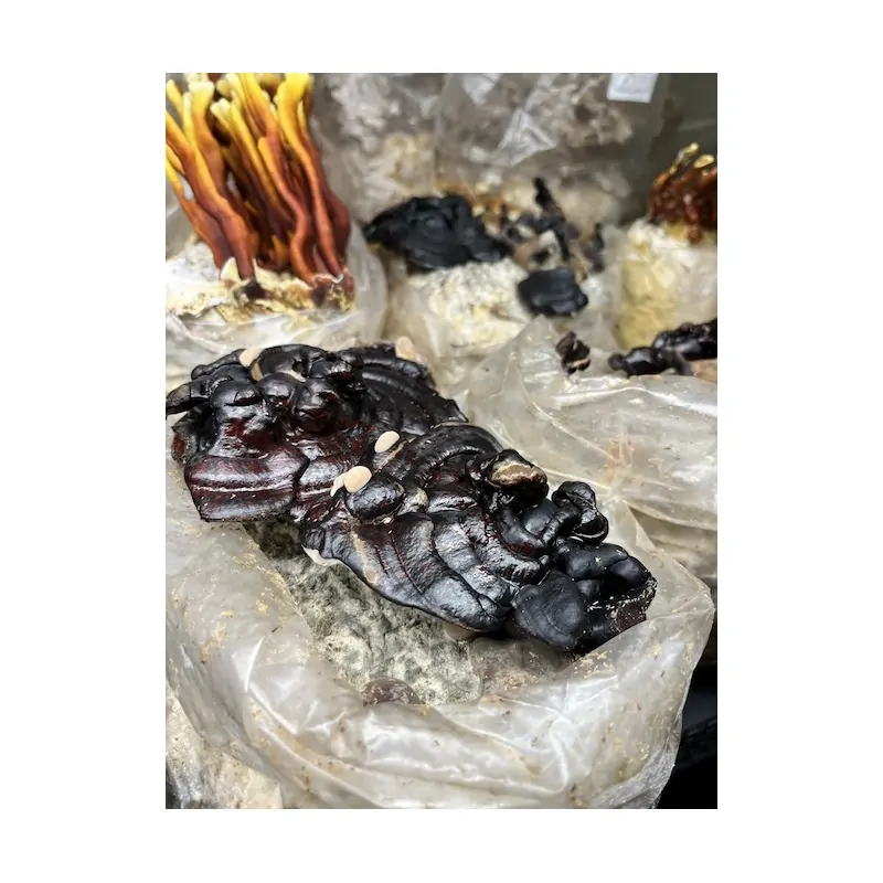 Černá Reishi 3kg