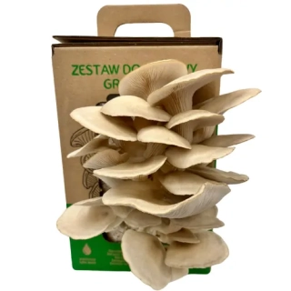 Hlíva ústřičná GROW KIT