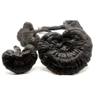 Černá Reishi 3kg